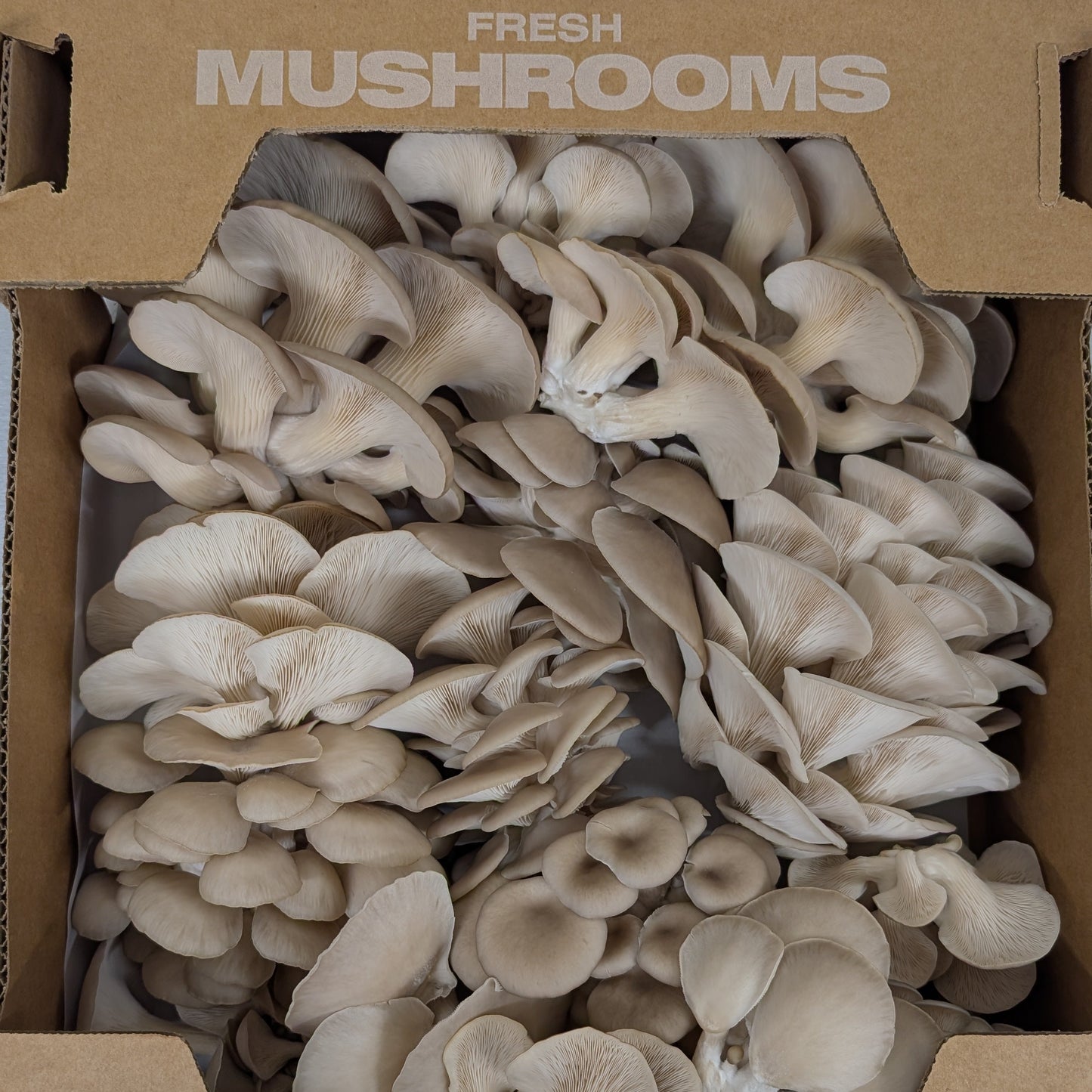 5lb Mushroom Flat