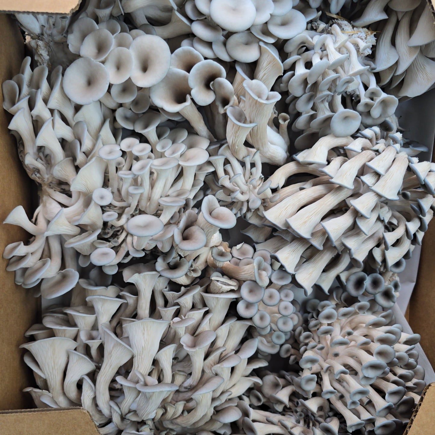 Assorted white mushrooms in a cardboard box