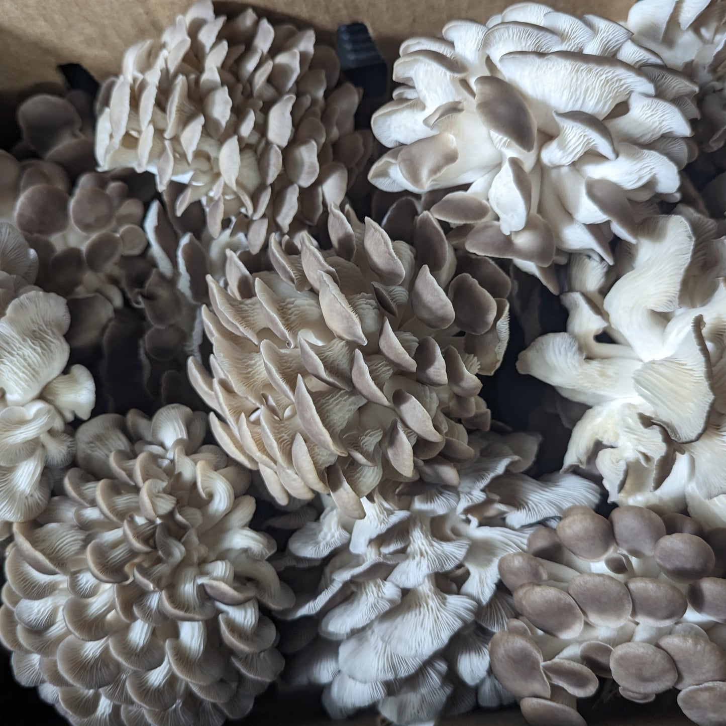 Collection of white and gray coral-like sculptures in a cardboard box.