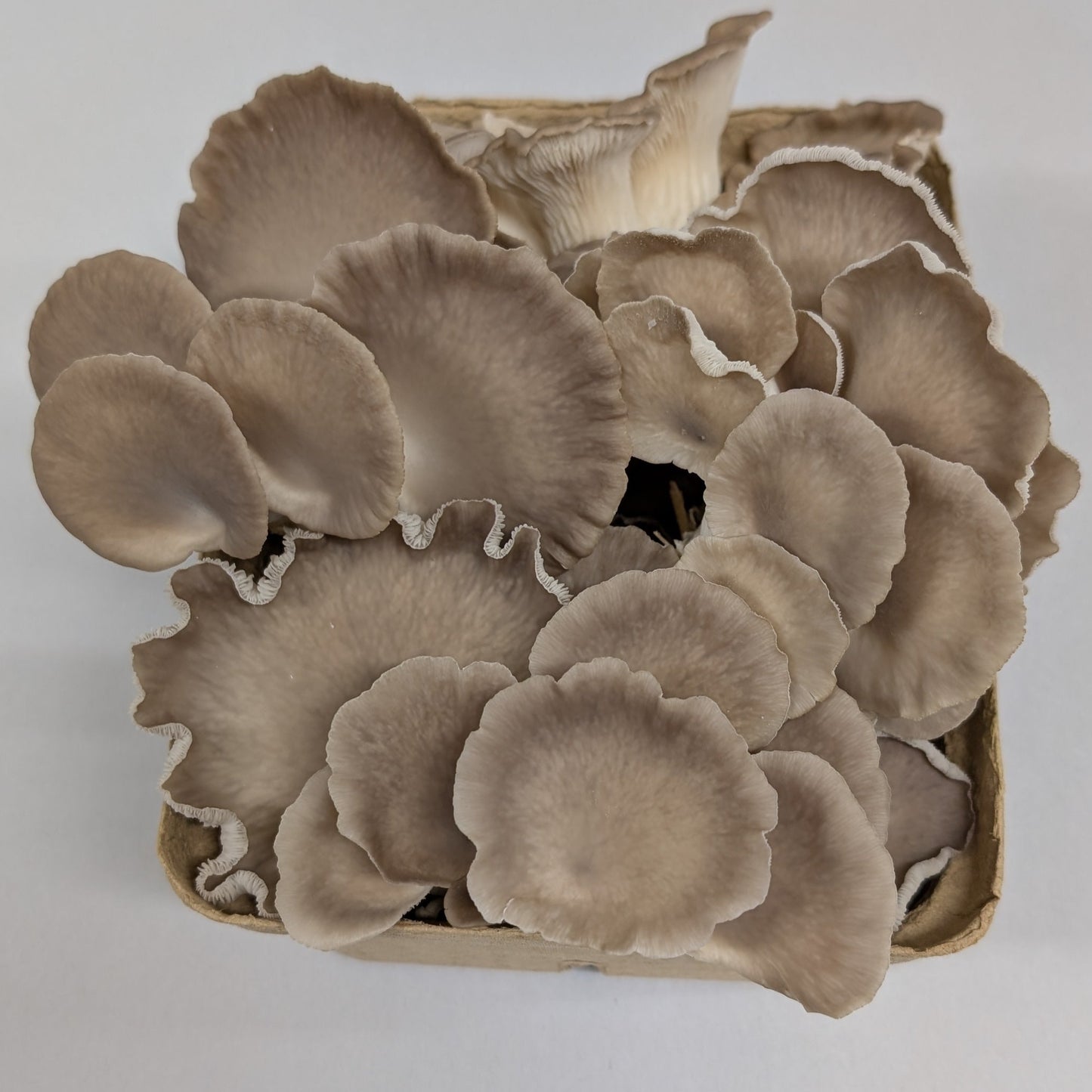 Phoenix Mushroom (1lb)
