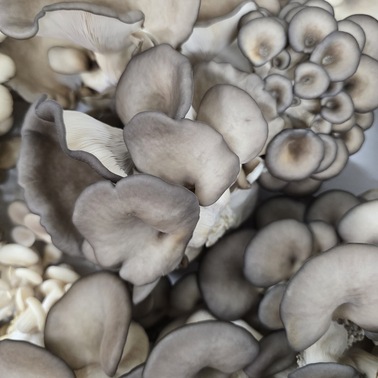 King Blue Oyster (1lb)