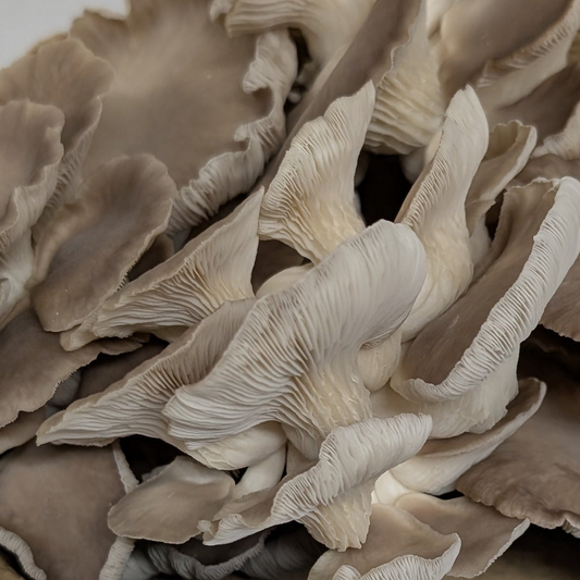 Phoenix Mushroom (1lb)